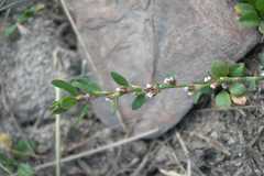 Polygonum plebeium